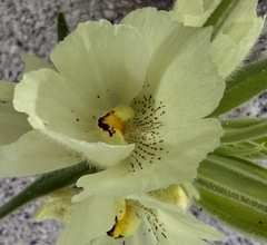 Mohavea confertiflora