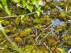 Salvinia biloba