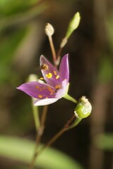 Phemeranthus rugospermus