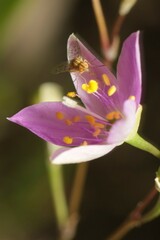 Phemeranthus rugospermus