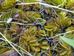 Salvinia biloba