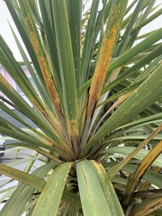 Leucaspis cordylinidis