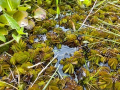 Salvinia biloba