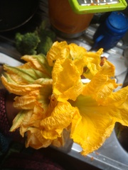 Cucurbita moschata