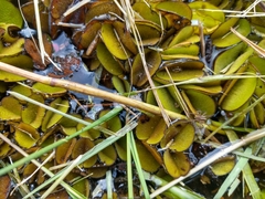 Salvinia biloba