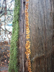 Fungi
