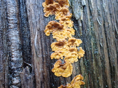 Fungi