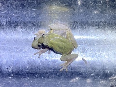 Scinax nasicus