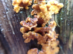 Fungi