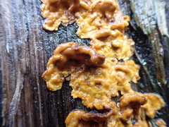 Fungi