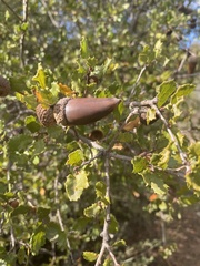 Andricus chrysolepidicola