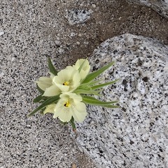 Mohavea confertiflora