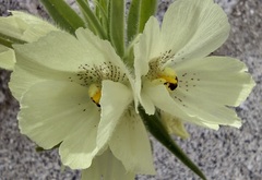 Mohavea confertiflora