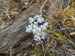 Anaphalis nepalensis