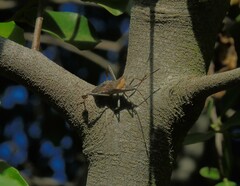 Leptoglossus chilensis