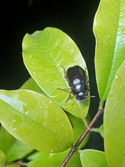Coleoptera
