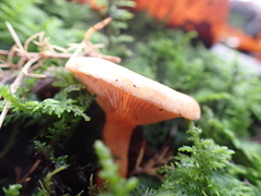 Fungi
