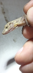 Anolis apletophallus