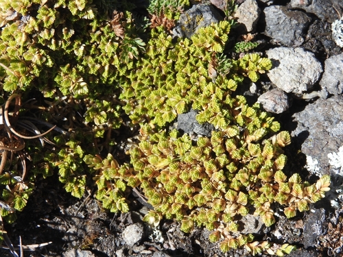Arenaria bryoides (Arenaria bryoides)