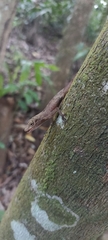 Anolis apletophallus