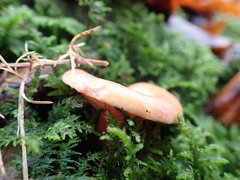 Fungi