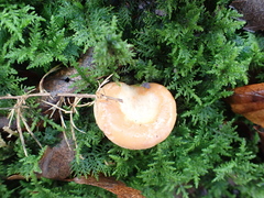 Fungi
