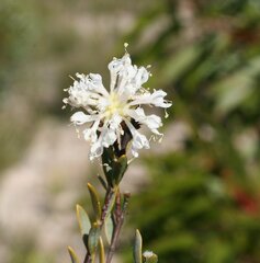 Pimelea erecta