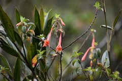 Fuchsia loxensis