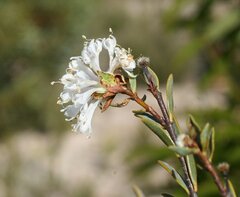 Pimelea erecta