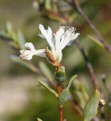 Pimelea erecta
