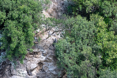 Phalacrocorax punctatus punctatus