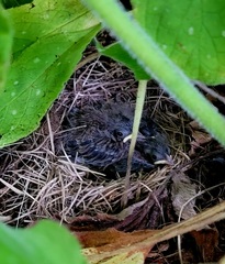 Junco hyemalis