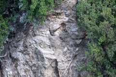 Phalacrocorax punctatus