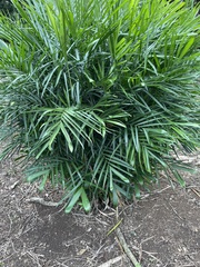 Chamaedorea seifrizii