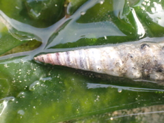 Gastropoda