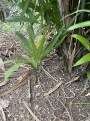 Chamaedorea seifrizii