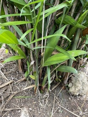 Chamaedorea seifrizii