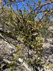 Phoradendron brachystachyum