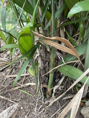 Chamaedorea seifrizii