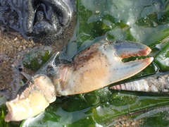 Carcinus maenas