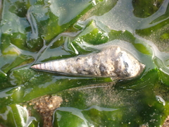 Gastropoda