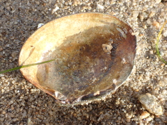 Bivalvia