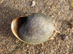 Bivalvia