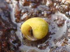 Littorina obtusata