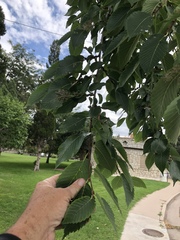 Ulmus americana