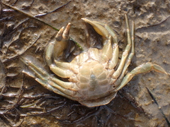 Carcinus maenas