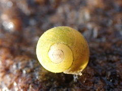 Littorina obtusata