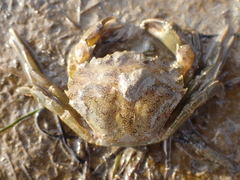 Carcinus maenas