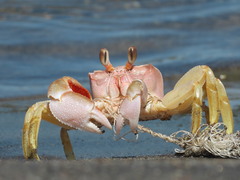 Ocypode occidentalis