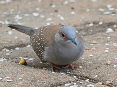 Geopelia cuneata